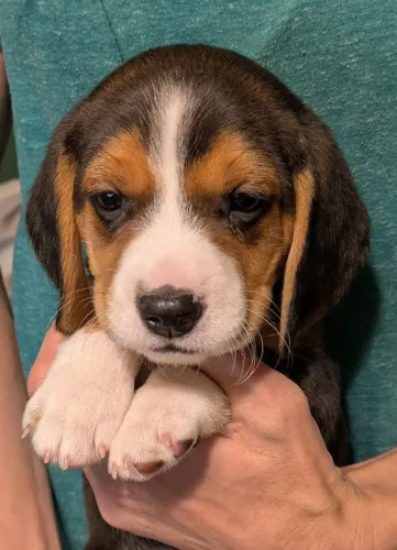 Filhotes de Beagle | Filhotes que valem a pena!