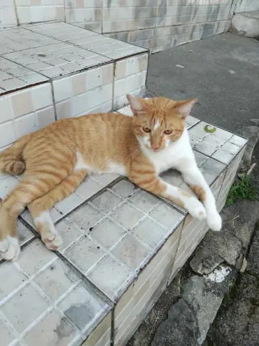 Gatinho para adoção responsável 