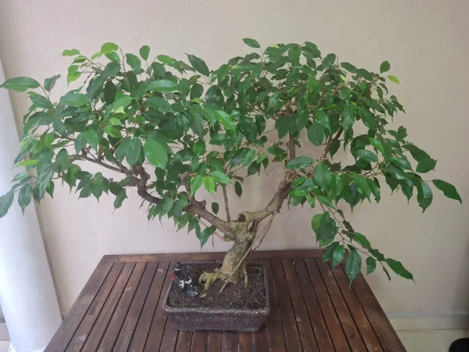 Pre-bonsai de Ficus Benjamim. 