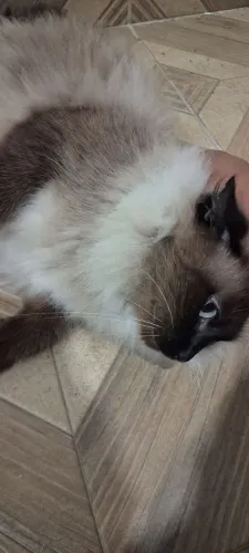 Gata de 7 anos