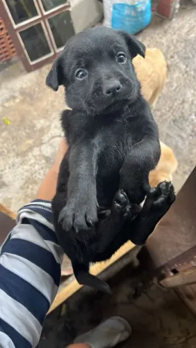 Filhotes de labrador para doação
