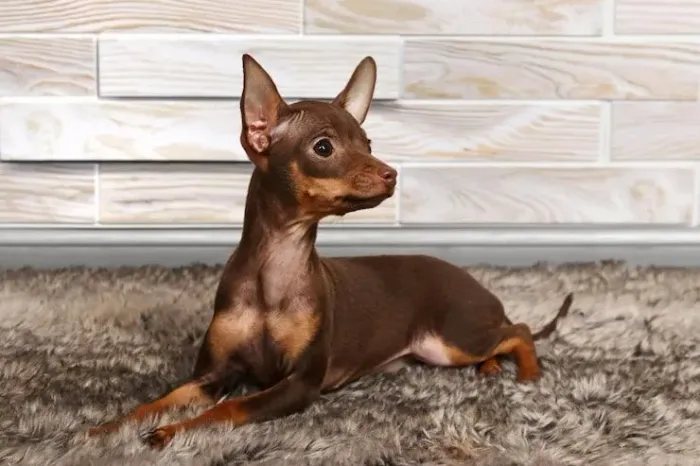 Cachorro pinscher mine