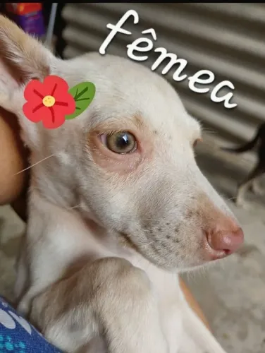 Filhote fêmea de 3 meses