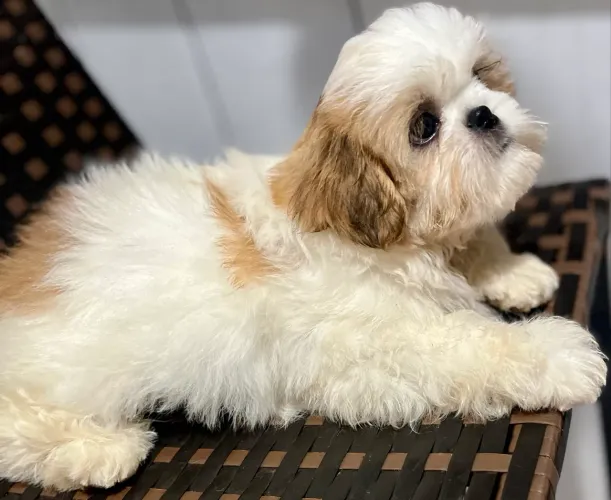 Shih Tzu