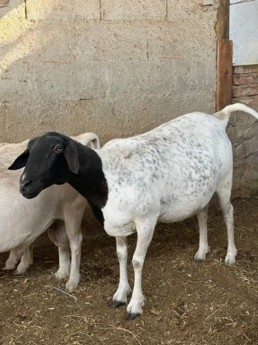 Carneira Fêmea 