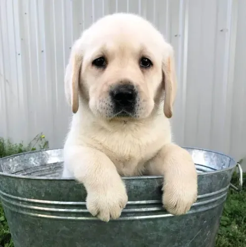 Labrador Uma presença que muda o clima da casa