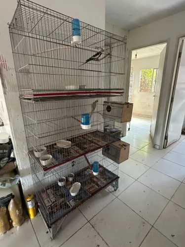 Vende-se gaiolas pra reprodução