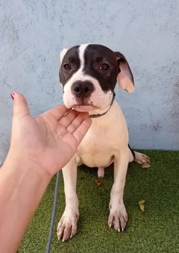Com Pedigree  American Pit Bull Terrier Macho pronta entrega 