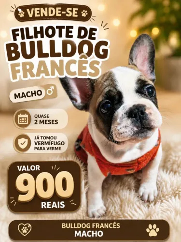 Vendo filhotes de bulldog francês 1 macho quase 2 meses