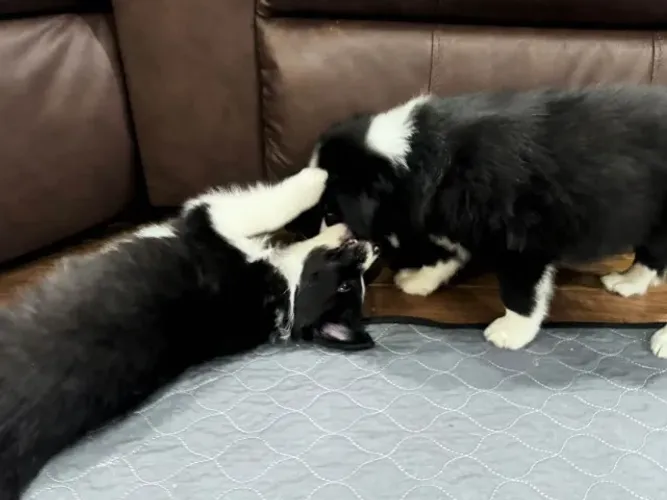 Filhotes de Border Collie | Um olhar que transmite afeto.