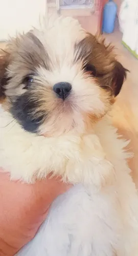 Fêmea schitzu mini disponível 