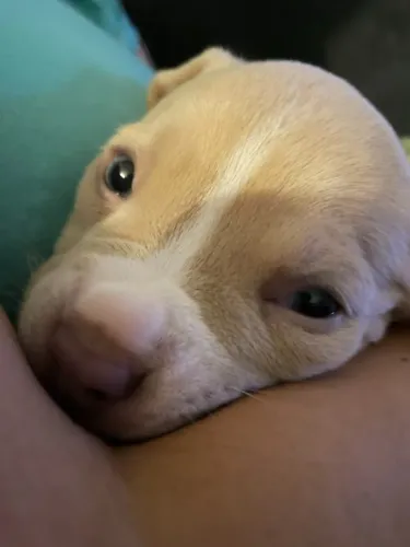 DOAÇÃO DE FILHOTE DE PITBULL SÓ FALE SE TIVER CONDIÇÕES E AMOR
