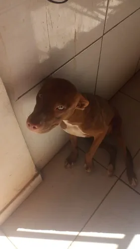 Cachorro