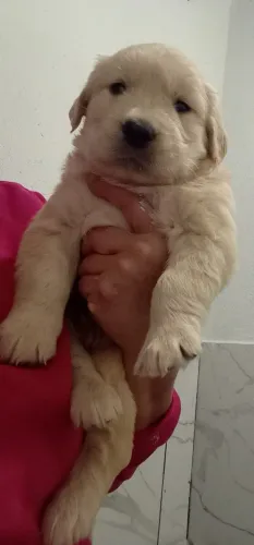 Golden Retriever filhotes em promoção 