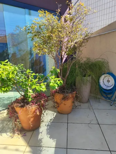 Jabuticaba Sabará, Pé de Canela e Árvore Ornamental com Vasos