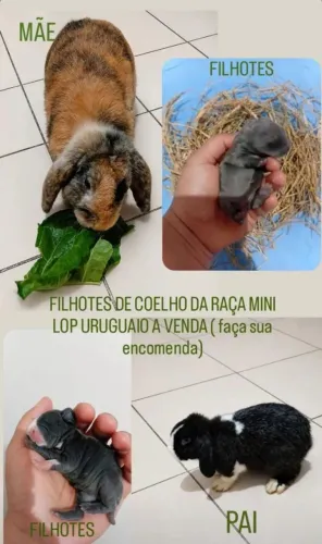 Filhotes de coelho mini lop uruguaio. A partir de 250$