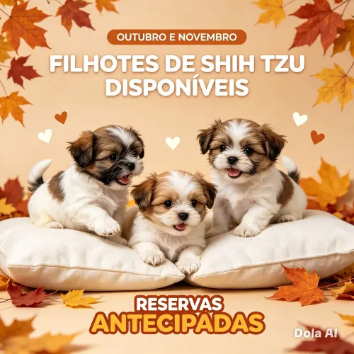 Vendo filhote de Shitzu 