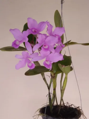 Orquídea Cattleya Skinerii Coerulea Tipo No Vaso