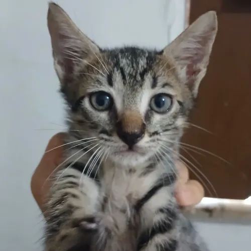 Gato