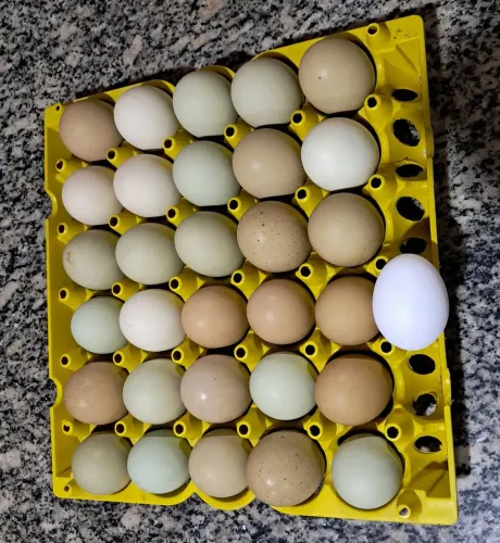 Ovos galados azuis e verdes de boa genética 