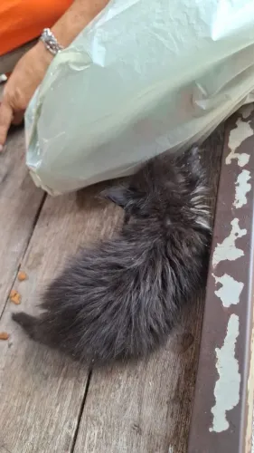 Lindo gatinho pra adoção