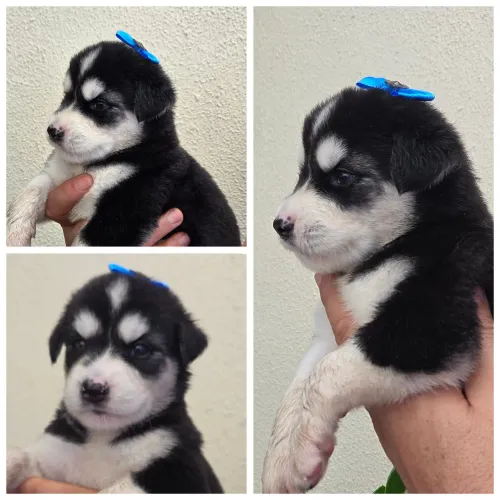 Husky siberiano filhotes excelente linhagem