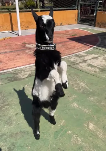 Vendo mini cabrito