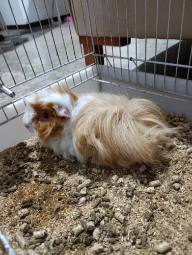 Porquinho da india