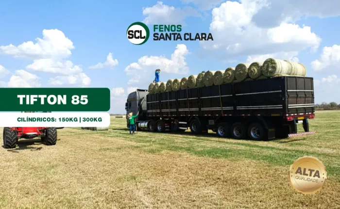 Feno Tifton-85 Tipo A 150kg | Terenos-MS