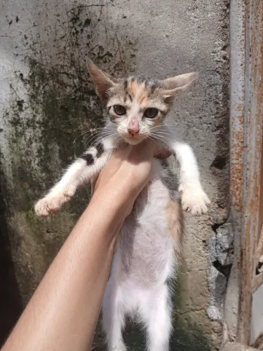 Gatinhos para adoção