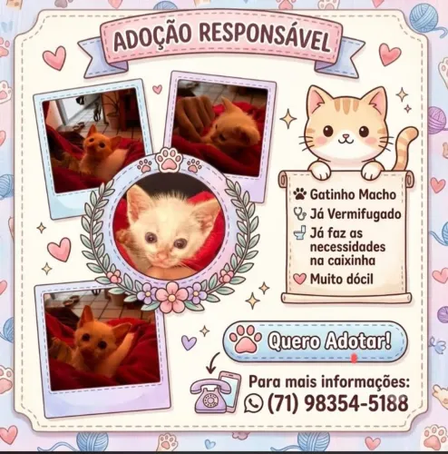 Gatinho filhote para adoção