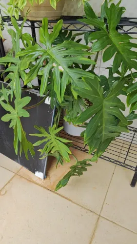 Vende plantas variadas