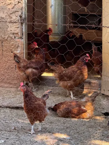 Lote de Galinhas Poedeiras - Embrapa + Amaconi