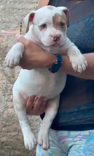 Filhote Fêmea disponível Pitmoster 