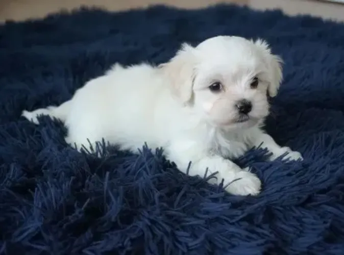 Maltês com poodle caminha brinde zap 85 99629.3794