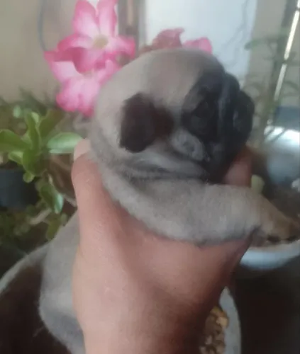 Pug minizinho macho