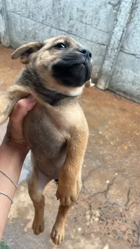 Doações de filhotes de Chow chow 
