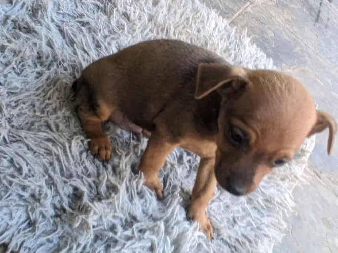 Filhote de Pinscher macho