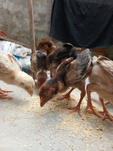 Vendo pontinhos carioca 
