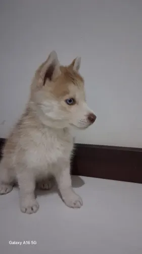 Filhote macho de Husky Siberiano
