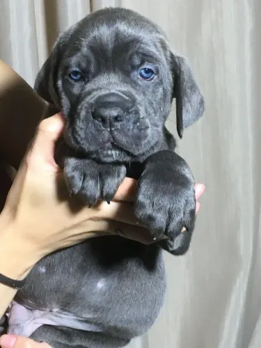 Filhotes de Cane Corso 