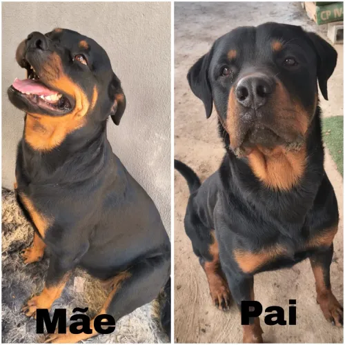 Filhotes Rottweiler puro