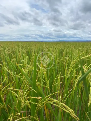 VENDE- SE FAZENDA EM NOVO ACORDO-TO codigo: 360954