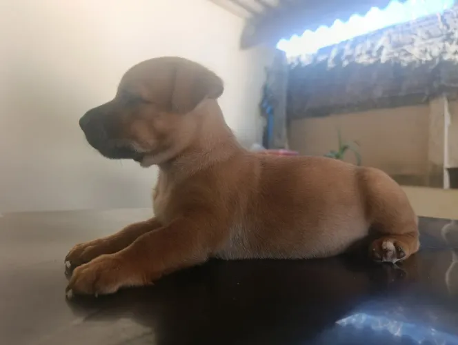Cachorro macho filhote