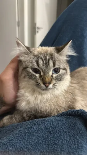 Gata fêmea