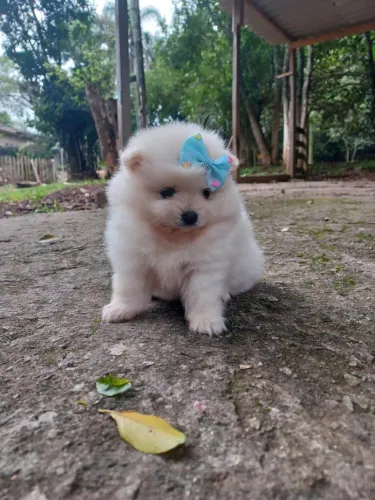 Filhote spitz Alemão, Seu coração não é mais o mesmo depois de conhecer esses filhotes!