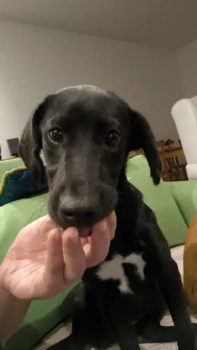 Estrela