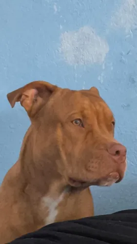 Doação Pitbull Monster 7 meses
