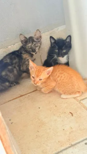 Gatinhos p adoção