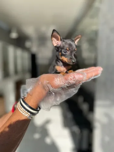 Excelência e fofura: O clássico Pinscher Miniatura para sua família